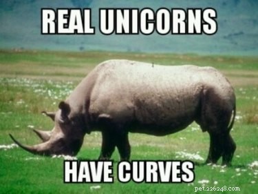 Solo 20 dei più ridicoli meme sugli unicorni che abbiamo mai visto
