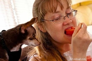 Letterlijk, slechts de 25 grappigste foto s van huisdieren die naar eten staren