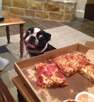 Letterlijk, slechts de 25 grappigste foto s van huisdieren die naar eten staren