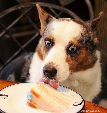 Bokstavligen bara de 25 roligaste bilderna av husdjur som stirrar på mat