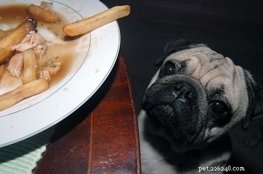 Letteralmente, solo le 25 foto più divertenti di animali che fissano il cibo