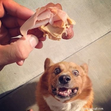 Буквально 25 самых смешных фотографий домашних животных, смотрящих на еду