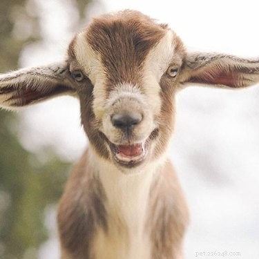 De 23 beste dierenglimlachen die je vandaag zult zien