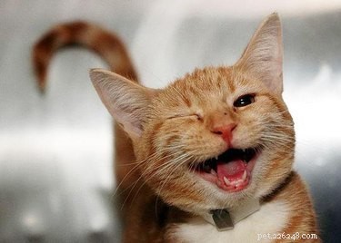I 23 migliori sorrisi di animali che vedrai oggi