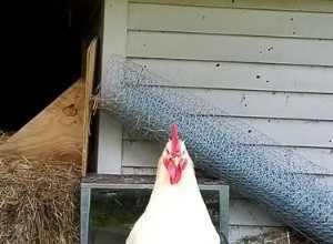 Les plaintes de cette femme à propos de son coq troué sont absolument hilarantes