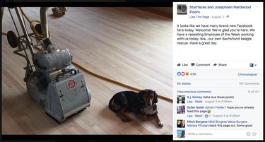 이 계약자는 그가 일하는 집의 애완동물에게 재미있는 상을 수여합니다.