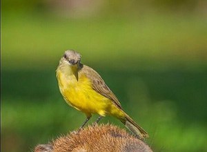 Bokstavligen bara 20 av de mest galna bilderna av Capybaras vi kunde hitta