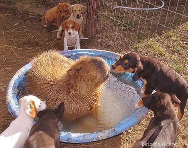 Doslova jen 20 nejbláznivějších fotografií kapybar, které jsme mohli najít