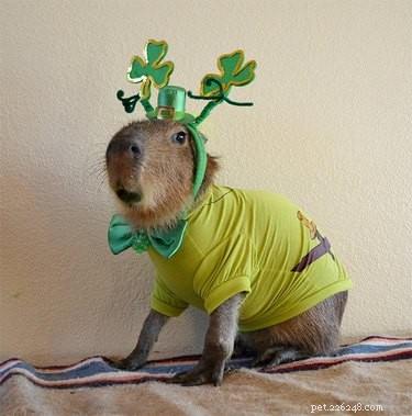 Littéralement seulement 20 des photos les plus folles de capybaras que nous ayons pu trouver