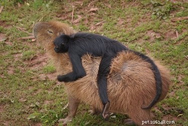 Letteralmente solo 20 delle foto più folli di capibara che siamo riusciti a trovare
