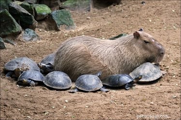 Letterlijk slechts 20 van de meest waanzinnige foto s van capibara s die we konden vinden