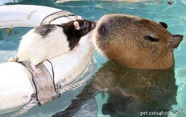 Littéralement seulement 20 des photos les plus folles de capybaras que nous ayons pu trouver