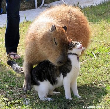 Bokstavligen bara 20 av de mest galna bilderna av Capybaras vi kunde hitta