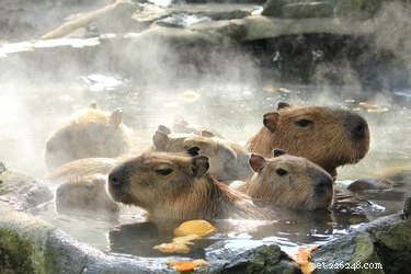 Letterlijk slechts 20 van de meest waanzinnige foto s van capibara s die we konden vinden