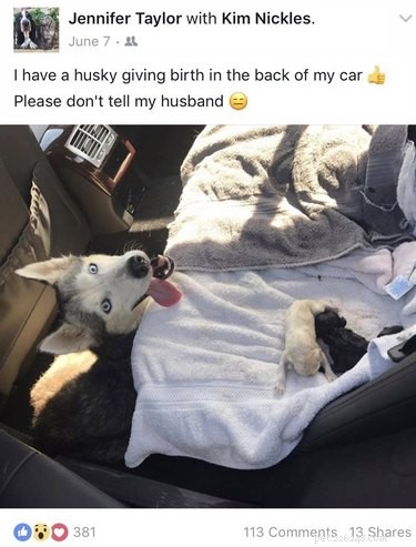 Adorable Husky donne naissance à une femme Mercedes et s il vous plaît ne le dites pas à son mari