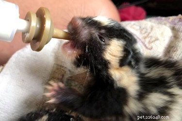 Niets stinkt aan deze 5 baby-stinkdieren die net op tijd werden gered