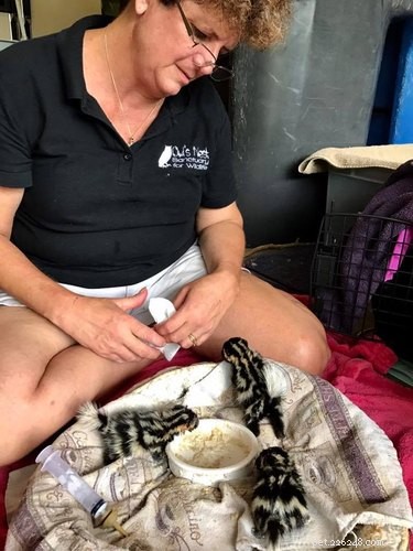 Inget stinker om dessa 5 baby-skunkar som räddades precis i tid