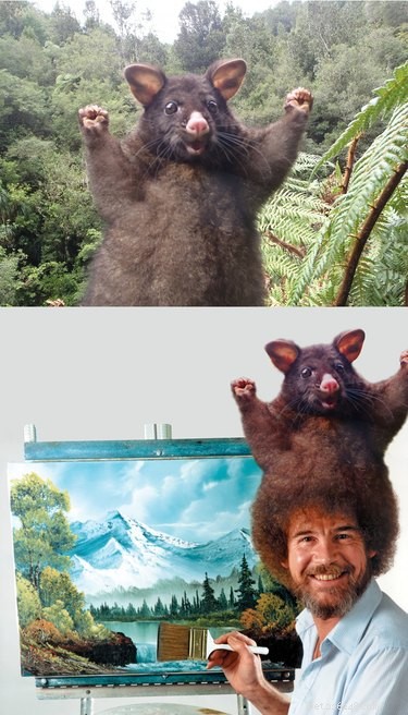 15 legračních zvířat ve Photoshopu do směšných situací