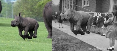 15 legračních zvířat ve Photoshopu do směšných situací