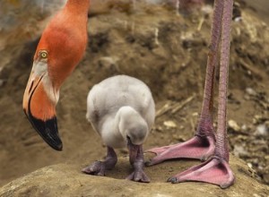 14 bébés flamants blancs moelleux feront éclore votre cœur