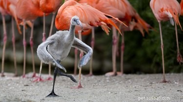 14 bebês flamingos brancos e fofos farão seu coração eclodir