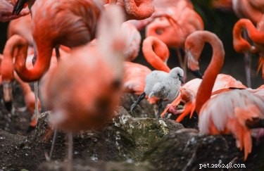 14 пушистых белых детенышей фламинго заставят ваше сердце биться чаще