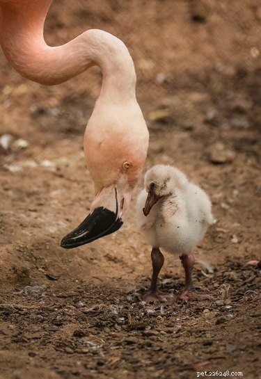 14 пушистых белых детенышей фламинго заставят ваше сердце биться чаще