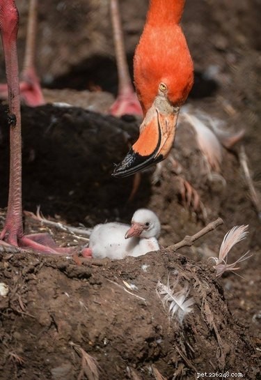 14 bebês flamingos brancos e fofos farão seu coração eclodir