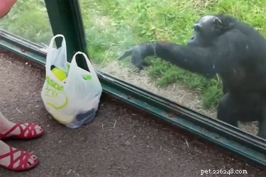 チンパンジーは動物園の訪問者に陽気な好意を求めます 