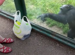 Chimpan ber djurparksbesökare om en rolig tjänst