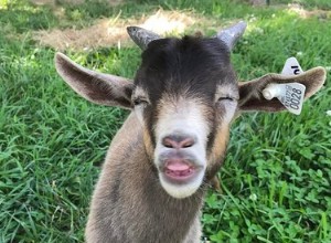 Seulement 21 des bébés chèvres les plus mignons que vous ayez jamais vus