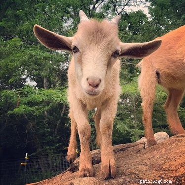 Apenas 21 das cabras mais fofas que você já viu