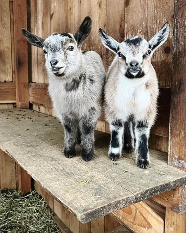 Seulement 21 des bébés chèvres les plus mignons que vous ayez jamais vus