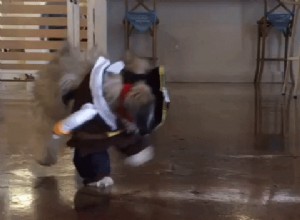 19 moments hilarants où votre animal de compagnie a évité toutes ses responsabilités