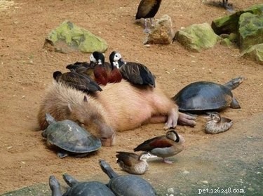 奇妙な位置で眠っている18匹の動物 