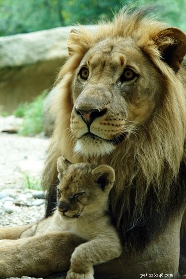 20 dieren die zich gedragen als totale vaders