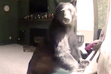 Urso Negro descobre sua verdadeira paixão depois de invadir a casa dos músicos