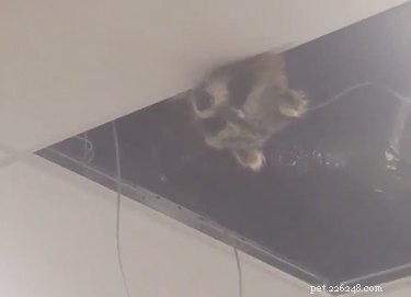 Plafondwasbeer wordt onofficiële mascotte van luchthaven nadat hij de beveiliging heeft ontweken