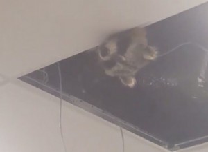 Ceiling Raccoon blir flygplatsens inofficiella maskot efter att ha undgått säkerheten