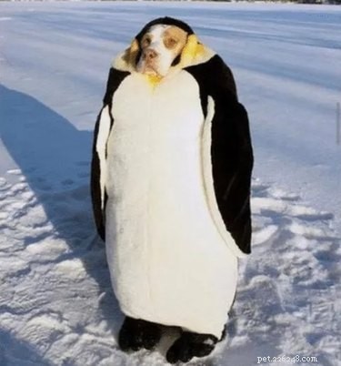 ペンギンが地球上で最もおかしな動物であることを証明する24のミーム 
