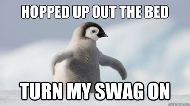 24 memes que provam que os pinguins são os animais mais engraçados da Terra