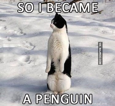 24 mèmes qui prouvent que les pingouins sont les animaux les plus drôles du monde