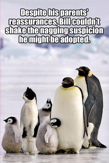 24 mèmes qui prouvent que les pingouins sont les animaux les plus drôles du monde