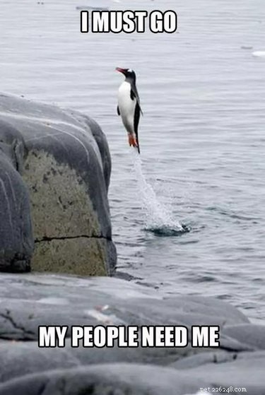 24 мема, доказывающих, что пингвины — самые забавные животные на Земле