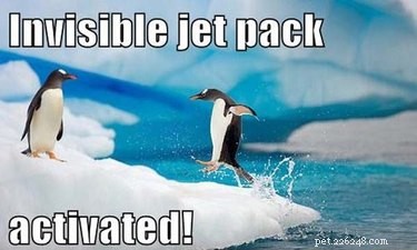 24 meme che dimostrano che i pinguini sono gli animali più divertenti sulla Terra