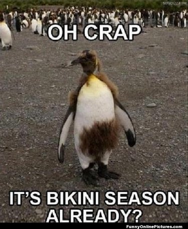 24 memes die bewijzen dat pinguïns de grappigste dieren op aarde zijn