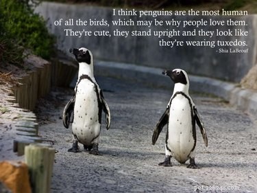 24 мема, доказывающих, что пингвины — самые забавные животные на Земле