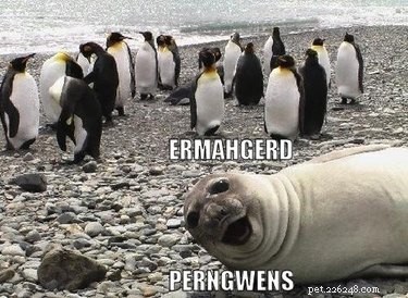 24 memes que provam que os pinguins são os animais mais engraçados da Terra