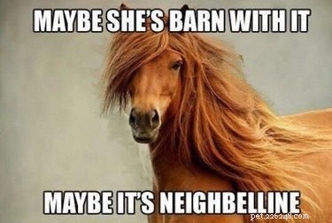 25 memes voor mensen die van paarden houden