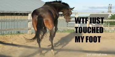 25 mèmes pour les personnes qui aiment les chevaux